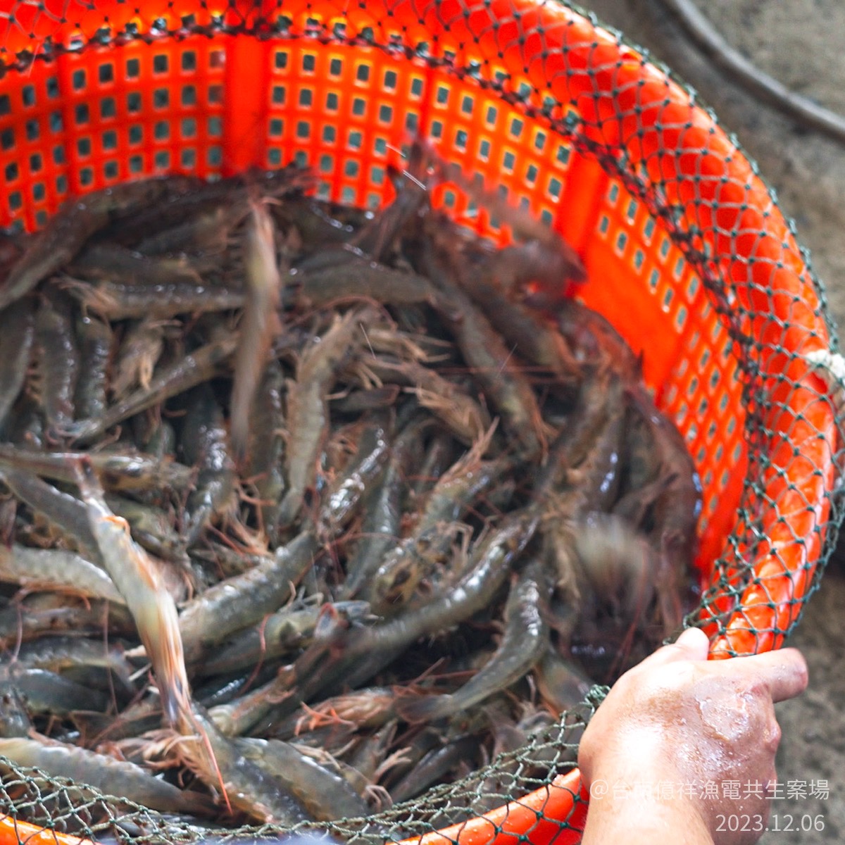 231206_光電謠言很瞎 其實光電養很多蝦3